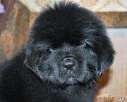 Превью фото № 207854