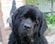 Превью фото № 207878