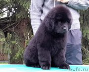 Превью фото № 207887