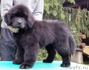 Превью фото № 207888