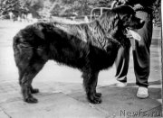 Превью фото № 207935