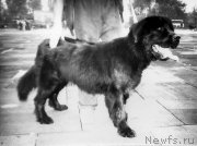 Превью фото № 207936