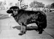 Превью фото № 207938