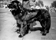 Превью фото № 207941