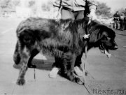 Превью фото № 207942