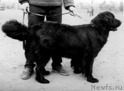 Превью фото № 207945