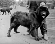 Превью фото № 207948