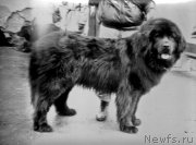 Превью фото № 207951