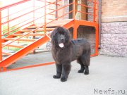 Превью фото № 207979