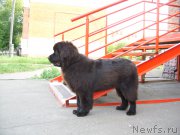 Превью фото № 207980