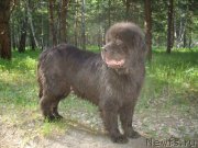 Превью фото № 207984