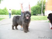 Превью фото № 207986