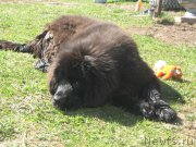 Превью фото № 207990