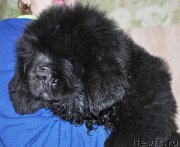 Превью фото № 208043