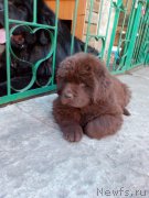 Превью фото № 208052