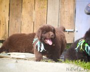 Превью фото № 208057