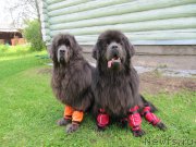 Превью фото № 208068