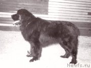 Превью фото № 208075