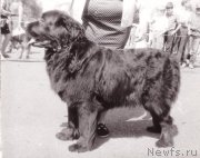 Превью фото № 208080