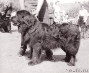 Превью фото № 208081