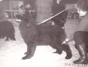 Превью фото № 208083