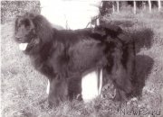 Превью фото № 208098