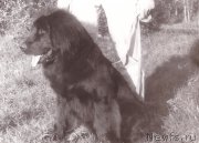 Превью фото № 208099