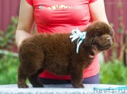 Превью фото № 208111