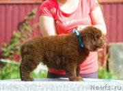 Превью фото № 208116