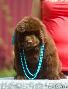 Превью фото № 208120