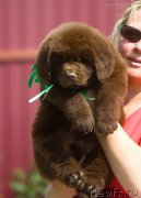 Превью фото № 208125