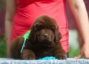 Превью фото № 208131