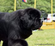 Превью фото № 208175