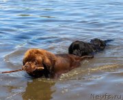 Превью фото № 208183