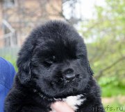 Превью фото № 208227