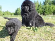 Превью фото № 208236