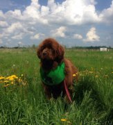 Превью фото № 208272