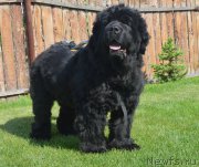 Превью фото № 208275