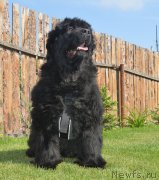 Превью фото № 208277