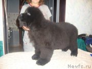 Превью фото № 208281