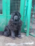 Превью фото № 208287