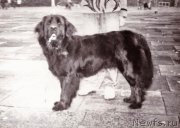 Превью фото № 208289