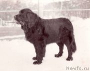 Превью фото № 208299