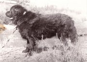 Превью фото № 208302