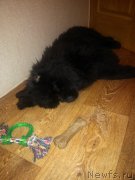 Превью фото № 208378