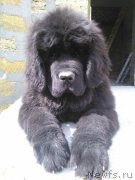 Превью фото № 208382