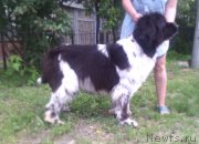 Превью фото № 208389