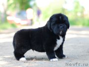 Превью фото № 208398