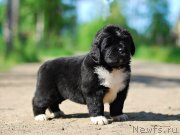 Превью фото № 208408