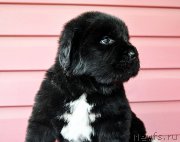 Превью фото № 208430